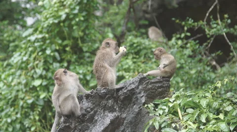 The monkey sits and eats on rock. at Khao Ngoo Rock Park , Ratchaburi , Thailand Vídeos de archivo 68741510