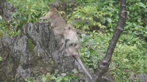 The monkey sits and eats on rock. at Khao Ngoo Rock Park , Ratchaburi , Thailand Video stock 68741905