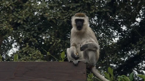 A monkey sits and eats on the roof of a wooden house Stock Footage 104961220