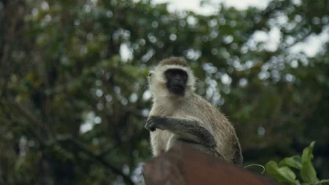 A monkey sits and eats on the roof of a wooden house Stock Footage 104961465