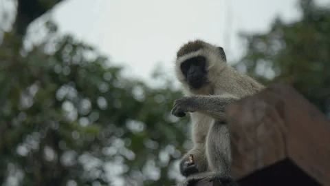 A monkey sits and eats on the roof of a wooden house Stock Footage 104961466