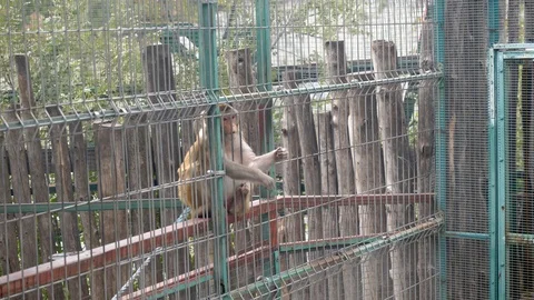 Monkey sits by the bars of the zoo and catches the food Stock Footage 127546883
