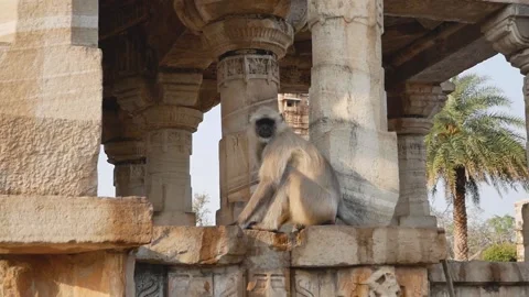 Monkey sits between columns in tourist spot Video stock 133204930
