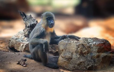 A monkey sits between stones on a blurred background. Israel 2022 Safari Stock Photos