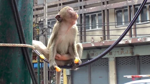 A monkey sits on a black electric wire and eats a mandarin. Thailand Stock Footage 112999102