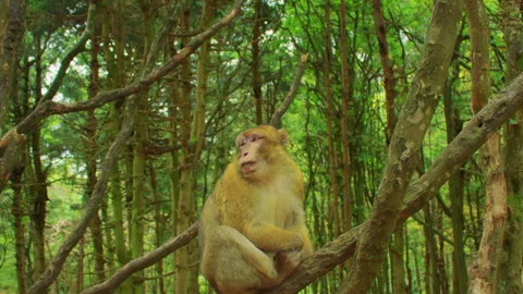 A monkey sits on a branch in the forest, calling or speaking to the viewer Stock Footage 310755072