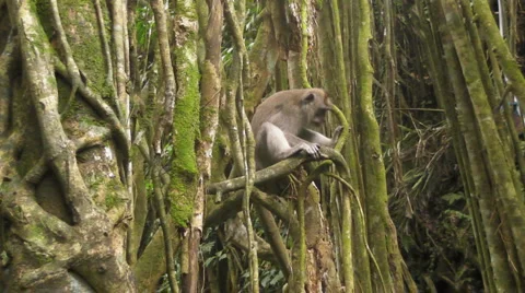 Monkey Sits on a Branch in the Jungle Video stock 5152219