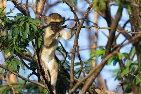 A monkey sits on the branch of a tree 스톡 사진