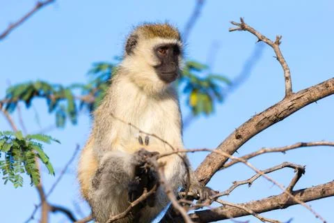 A monkey sits on the branch of a tree 스톡 사진