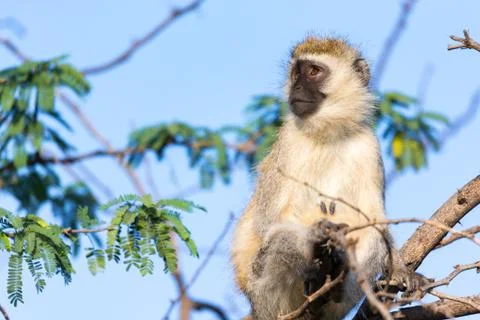 A monkey sits on the branch of a tree Stock Photos