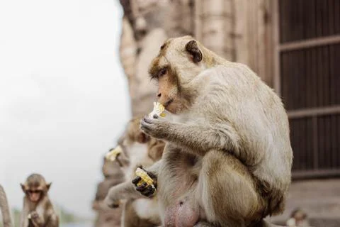 Monkey sits on a brick. Stock Photos