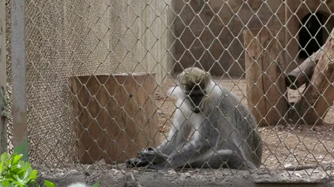 The monkey sits in a cage in a zoo Stock Footage 63375501