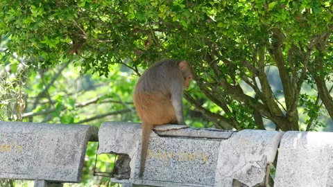A monkey sits calmly on artificial rock formations in a sunlit outdoor zoo Stock Footage 317703360