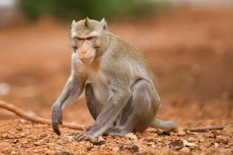The monkey sits on the earth Stock Photos