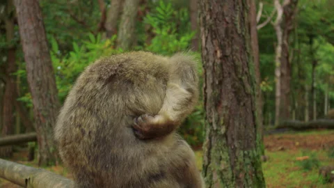 A monkey sits in a green forest, scratches its back, then looks up thoughtfully Stock Footage 310754745