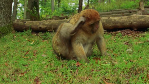 A monkey sits in a green forest, scratches intensively, then looks up Vídeos de archivo 310755589