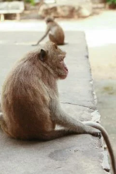 The monkey sits on the ground Stock Photos