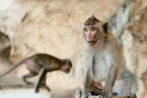 The monkey sits on the ground Stock Photos