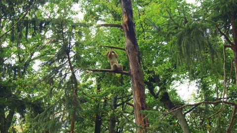 A monkey sits high in a tree, holding onto a branch, surrounded by dense green Vídeo Stock 310755558