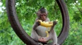 Monkey sits inside the wheel and eats banana, Thailand HD Footage