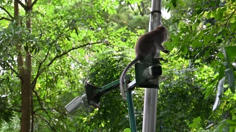 Monkey sits on lamp fixture in Ubud forest Stock Footage 339077604