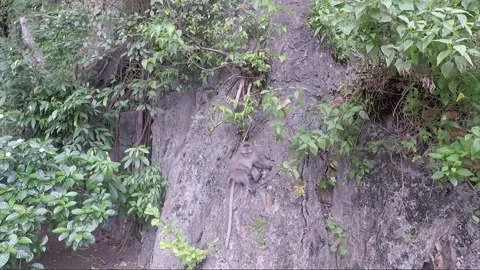 Monkey sits on limestone cliff or rock wall, Batu caves, Kuala Lumpur, Malaysia Vídeo Stock 194396435