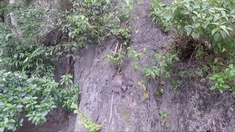 Monkey sits on limestone cliff or rock wall, Batu caves, Kuala Lumpur, Malaysia Stock Footage 194396483