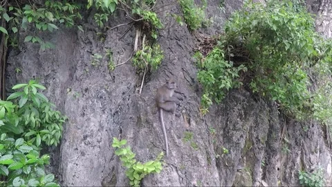 Monkey sits on limestone cliff or rock wall, Batu caves, Kuala Lumpur, Malaysia Stock-Footage 194492662