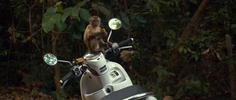 A monkey sits on a motorcycle and eats a banana Video stock 233400067
