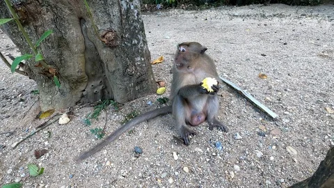 Monkey sits near a tree and eats a corncob that tourists gave her Stock Footage 127354910