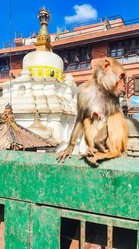 A monkey sits on the parapet in front of the stupa. Foto stock