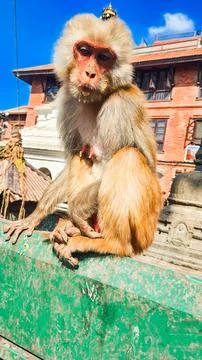 A monkey sits on a parapet. Photos
