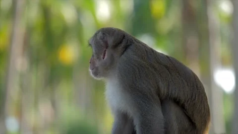 The monkey sits on the path a background of green foliage Stock Footage 154847060