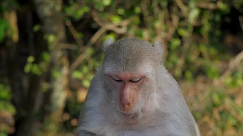 The monkey sits on the path a background of green foliage Stock Footage 154847263