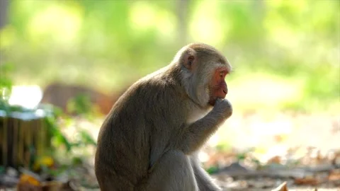 The monkey sits on the path Stock Footage 154846952