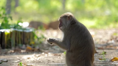 The monkey sits on the path Stock Footage 154846967