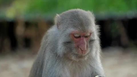 The monkey sits on the path Stock Footage 154846988
