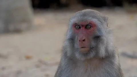 The monkey sits on the path Stock Footage 154847040