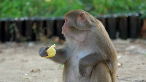 The monkey sits on the path Stock Footage 154847086