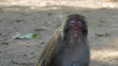 The monkey sits on the path Stock Footage 154847102