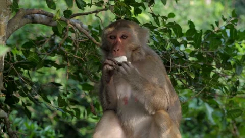 The monkey sits on the path Stock Footage 154847125