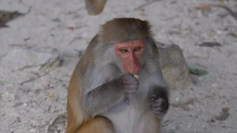 The monkey sits on the path Stock Footage 154847206