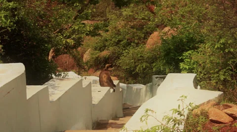 A monkey sits on a pathway up to a temple. Stock Footage 37964662