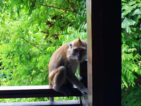 The monkey sits on the railing of the veranda Stock Photos