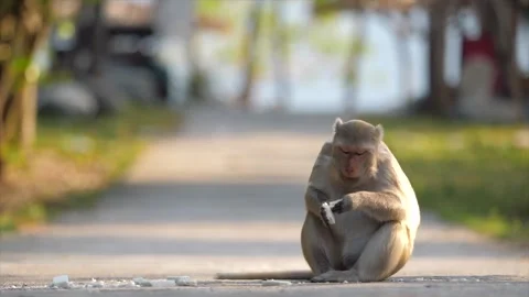 The monkey sits on the road and chews a treat Stock Footage 154847282