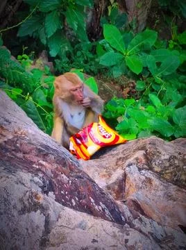 Monkey sits on a rock eating snacks in a green forest during the daytime Stock Photos