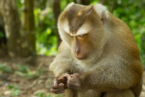 Monkey sits on a rock Stock Photos