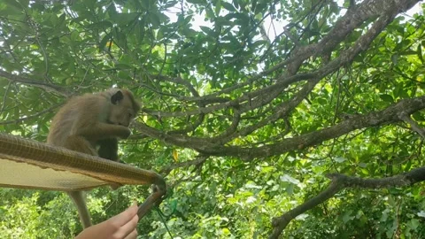 The monkey sits on the roof of a boat during a jungle excursion. Stock Footage 299612822
