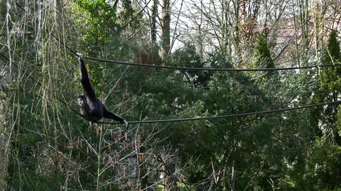 Monkey sits on rope Stock Footage 117043427