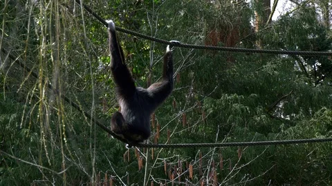 Monkey sits on a rope Stock Footage 117043854